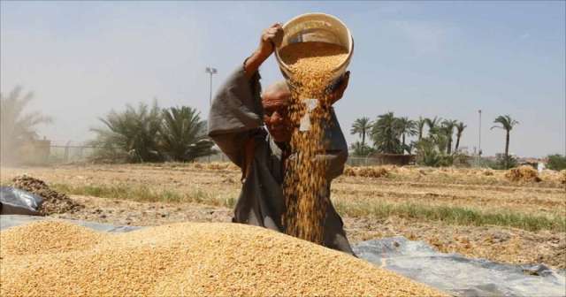 مصادر حكومية: احتياطى القمح يكفى اكثر 4 أشهر