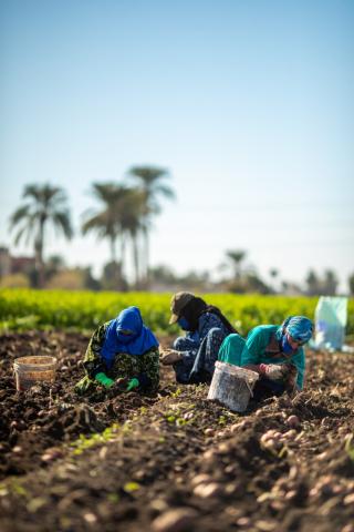 شركة بيبسيكو العالمية عن أهدافها الطموحة للزراعة الايجابية لعام 2030