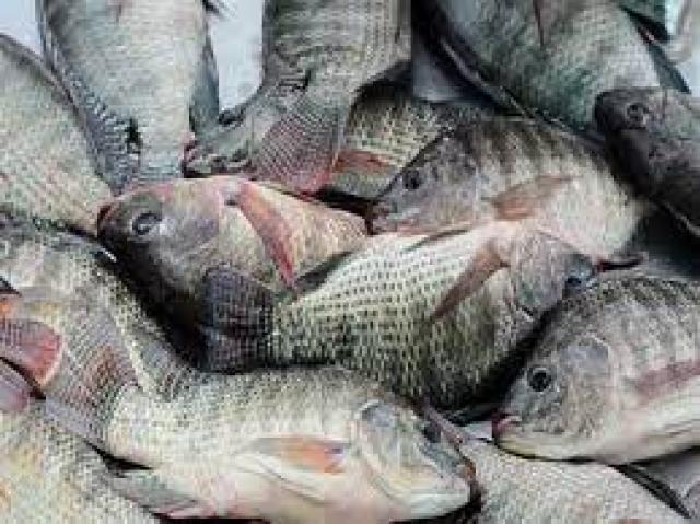 سعر الأسماك اليوم