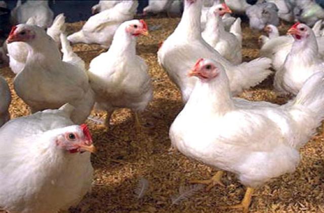 أسعار الدواجن اليوم