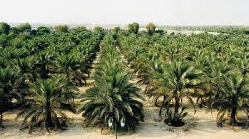 زراعة النخيل