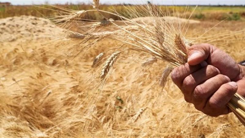 استمرار استقبال محصول القمح في المنيا لموسم حصاد 2024