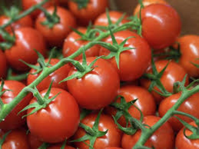 محافظ الوادي الجديد: بيع الطماطم بـ 5 جنيهات للكيلو حصاد إنتاج مزارعنا