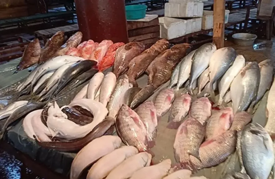 استقرار أسعار الأسماك والجمبري اليوم السبت 6-7-2024