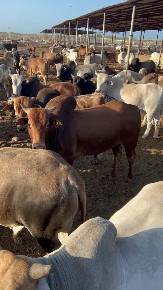 وصول أول شحنة ماشية من الصومال ضمن برنامج تحقيق الأمن الغذائي المصري