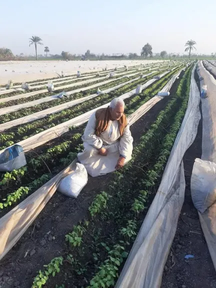 خبير زراعي يكشف أسباب الارتفاع الجنوني لأسعار «البامية»