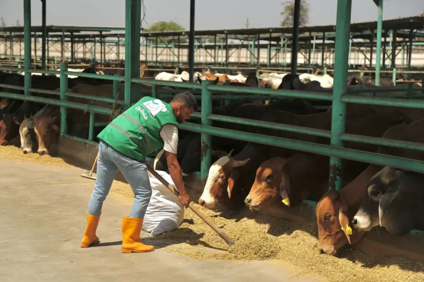 تحت شعار ”الخير  فرحة.. من مزارعنا للمستفدين” مصر الخير  تطلق حملة صك الأضحية 2025