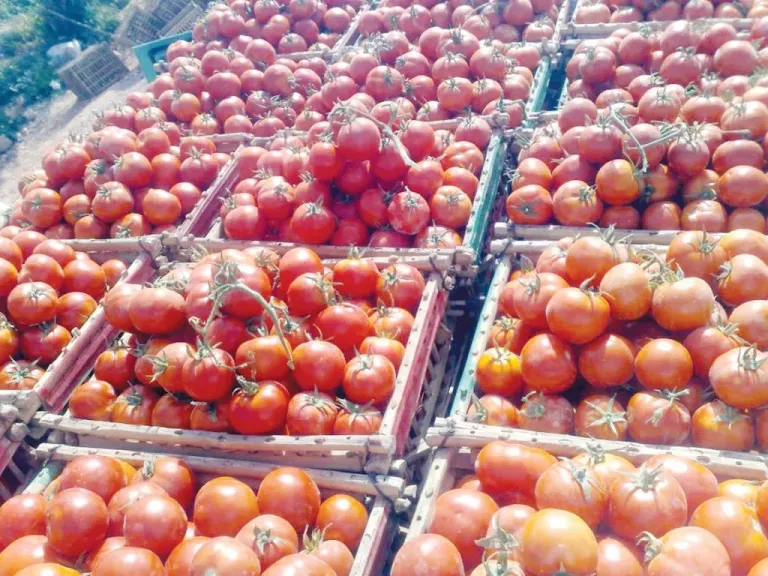 الطماطم بـ 15 جنيه .. أسعار الخضار والفاكهة اليوم الإثنين