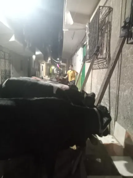 اسعار اللحوم و الاضاحي الحية