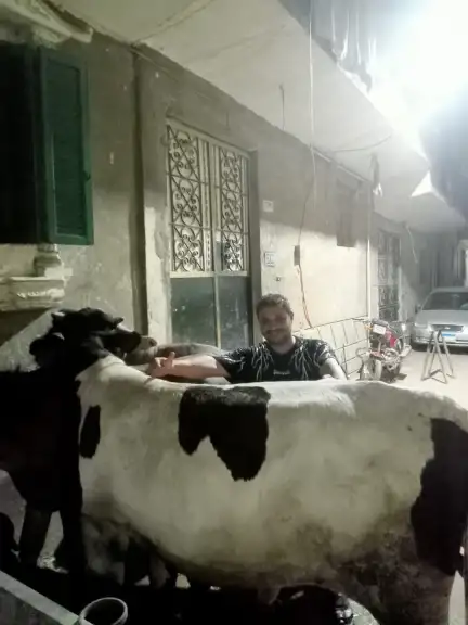 اسعار اللحوم والاضاحي الحية