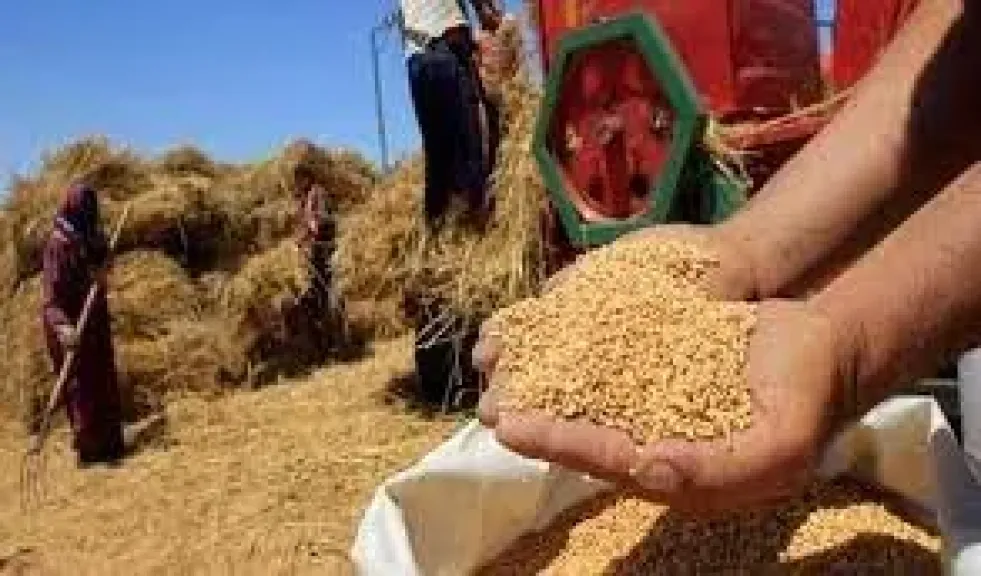 القمح المصري