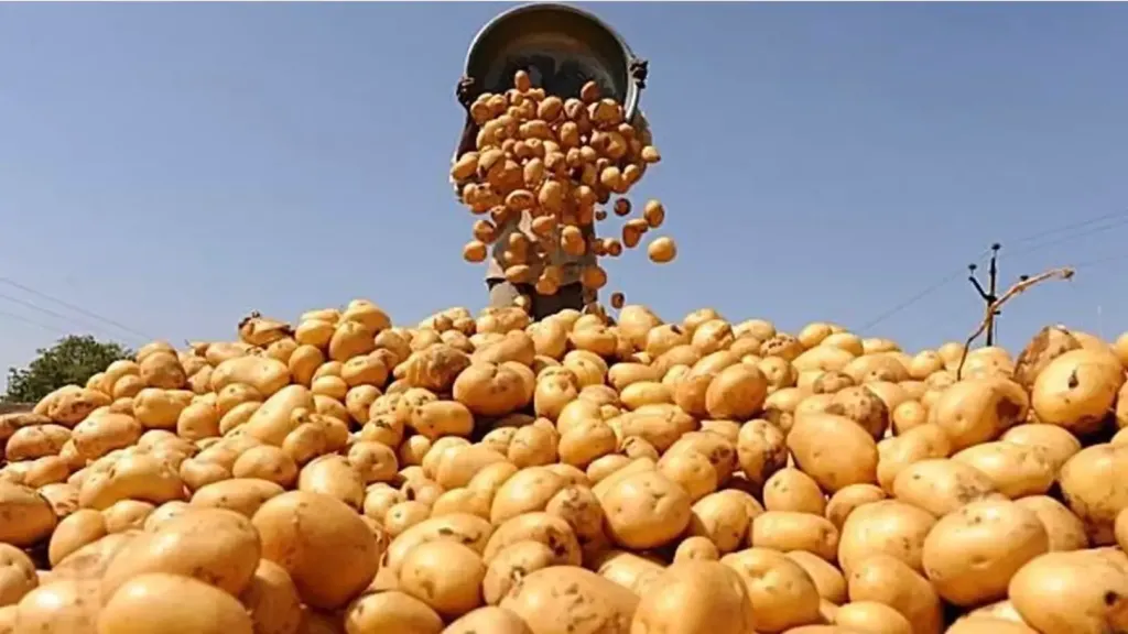 البطاطس المصرية 