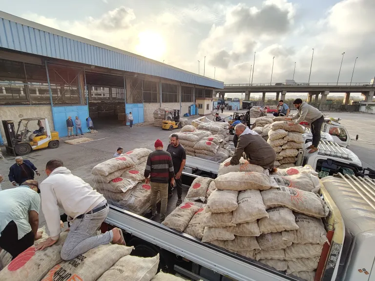  تسليم تقاوي البطاطس للمزارعين